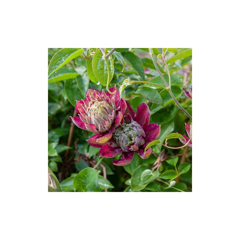 Casa si Gradina - Gradinarit si plante - Plante si ghivece - Plante in ghiveci - Planta Clematis Hot Kisses PBR P9 E, ghiveci 9cm - Infinity.ro