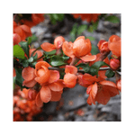 Casa si Gradina - Gradinarit si plante - Plante si ghivece - Plante in ghiveci - Planta Chaenomeles japonica Cido P9, ghiveci 9cm - Infinity.ro