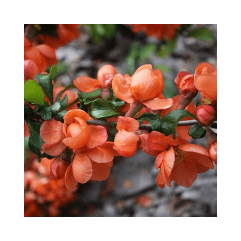 Casa si Gradina - Gradinarit si plante - Plante si ghivece - Plante in ghiveci - Planta Chaenomeles japonica Cido P9, ghiveci 9cm - Infinity.ro