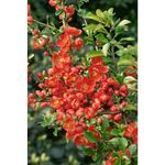 Casa si Gradina - Gradinarit si plante - Plante si ghivece - Plante in ghiveci - Planta Chaenomeles japonica Cido P9, ghiveci 9cm - Infinity.ro