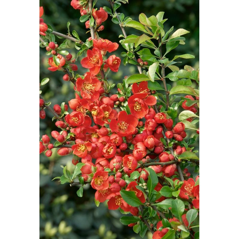 Casa si Gradina - Gradinarit si plante - Plante si ghivece - Plante in ghiveci - Planta Chaenomeles japonica Cido P9, ghiveci 9cm - Infinity.ro