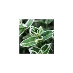 Casa si Gradina - Gradinarit si plante - Plante si ghivece - Plante in ghiveci - Planta Euonymus fortunei Emerald 'n' Gaity P9, ghiveci 9cm - Infinity.ro