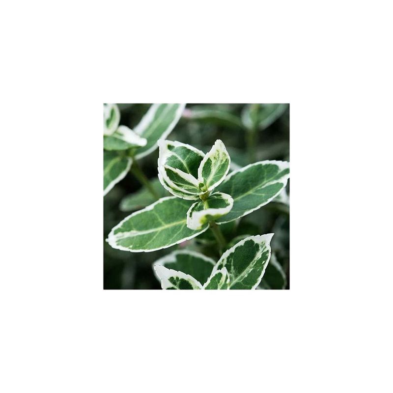 Casa si Gradina - Gradinarit si plante - Plante si ghivece - Plante in ghiveci - Planta Euonymus fortunei Emerald 'n' Gaity P9, ghiveci 9cm - Infinity.ro