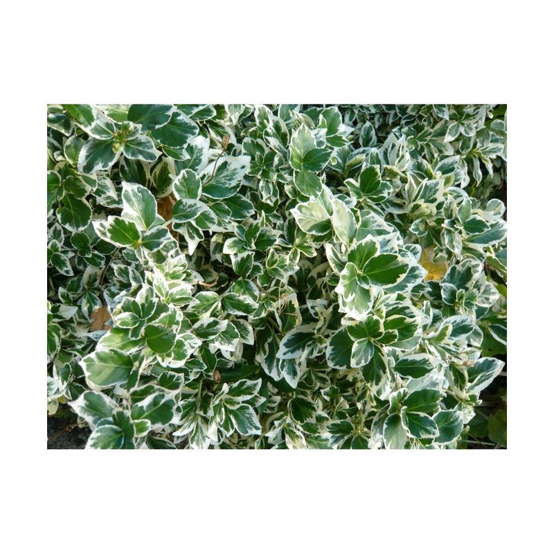 Casa si Gradina - Gradinarit si plante - Plante si ghivece - Plante in ghiveci - Planta Euonymus fortunei Emerald 'n' Gaity P9, ghiveci 9cm - Infinity.ro