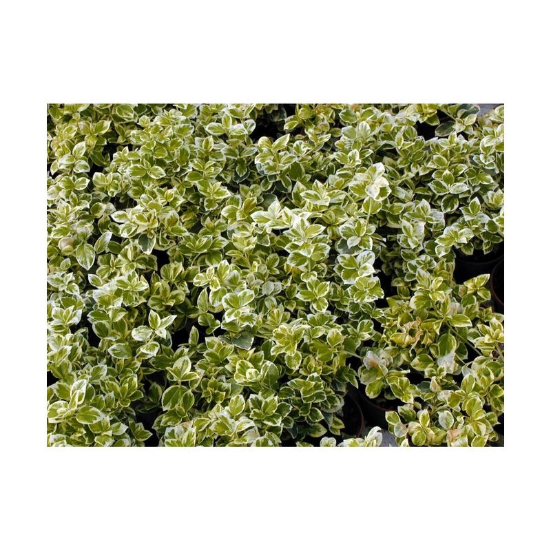Casa si Gradina - Gradinarit si plante - Plante si ghivece - Plante in ghiveci - Planta Euonymus fortunei Emerald 'n' Gaity P9, ghiveci 9cm - Infinity.ro