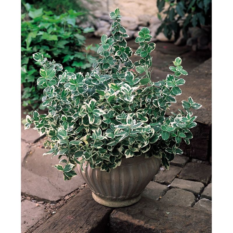 Casa si Gradina - Gradinarit si plante - Plante si ghivece - Plante in ghiveci - Planta Euonymus fortunei Emerald 'n' Gaity P9, ghiveci 9cm - Infinity.ro