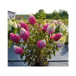 Casa si Gradina - Gradinarit si plante - Plante si ghivece - Plante in ghiveci - Planta Hydrangea panic. FRAISE MELBA Renba PBR C2, ghiveci 2l - Infinity.ro