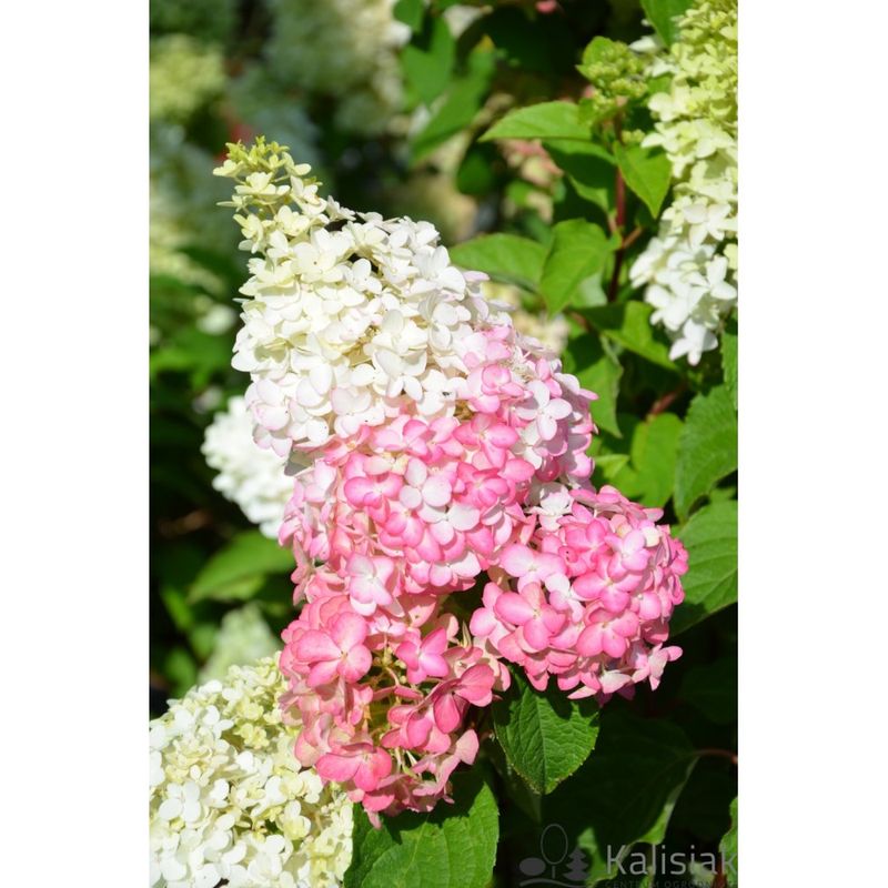 Casa si Gradina - Gradinarit si plante - Plante si ghivece - Plante in ghiveci - Planta Hydrangea panic. FRAISE MELBA Renba PBR C2, ghiveci 2l - Infinity.ro