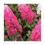 Casa si Gradina - Gradinarit si plante - Plante si ghivece - Plante in ghiveci - Planta Hydrangea panic. FRAISE MELBA Renba PBR C2, ghiveci 2l - Infinity.ro