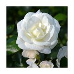 Casa si Gradina - Gradinarit si plante - Plante si ghivece - Plante in ghiveci - Planta Rosa White New Dawn P9, trandafir, ghiveci 9cm - Infinity.ro