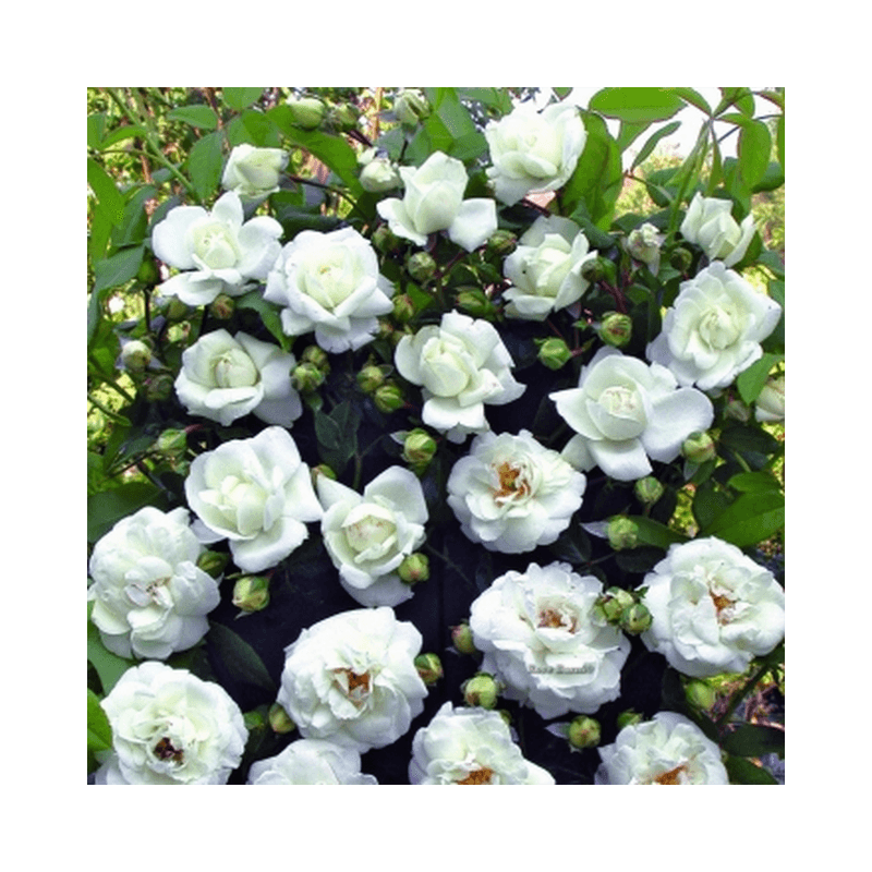 Casa si Gradina - Gradinarit si plante - Plante si ghivece - Plante in ghiveci - Planta Rosa White New Dawn P9, trandafir, ghiveci 9cm - Infinity.ro