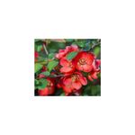 Casa si Gradina - Gradinarit si plante - Plante si ghivece - Plante in ghiveci - Chaenomeles japonica – Gutui japonez cu flori rosii sau portocalii, planta la ghiveci 10 cm - Infinity.ro