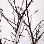 Casa si Gradina - Gradinarit si plante - Unelte gradinarit - Foarfeci gradinarit - Foarfeca crengi, tip bypass, maner lung, 210 cm, Strend Pro - Infinity.ro