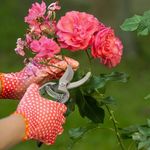 Casa si Gradina - Gradinarit si plante - Unelte gradinarit - Foarfeci gradinarit - Foarfeca pentru gradina, din otel forjat, lungime totala de 20.5cm, lama de 5.5cm, argintiu-negru - Infinity.ro