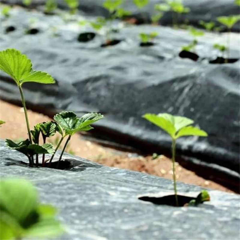 Casa si Gradina - Gradinarit si plante - Instalatii si accesorii pentru irigatii - Accesorii irigare - Folie de mulcire perforata, mercaton, 2 perforatii zig zag, grosime 30 microni, 1.2 x 1000 m, negru - Infinity.ro