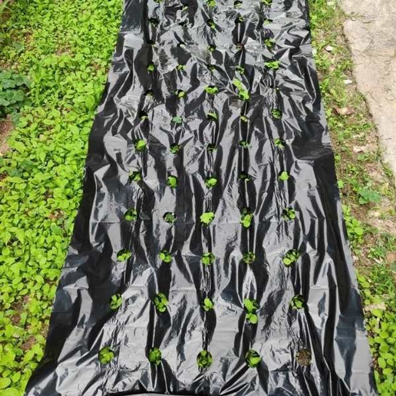 Casa si Gradina - Gradinarit si plante - Instalatii si accesorii pentru irigatii - Accesorii irigare - Folie de mulcire perforata, mercaton, 2 perforatii zig zag, grosime 30 microni, 1.2 x 1000 m, negru - Infinity.ro