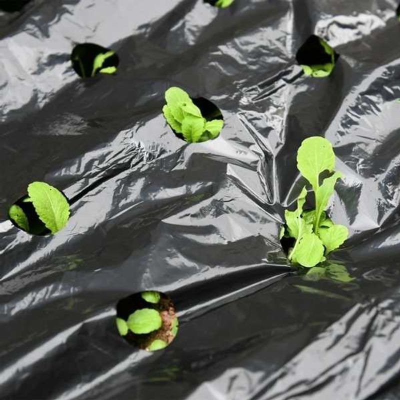 Casa si Gradina - Gradinarit si plante - Instalatii si accesorii pentru irigatii - Accesorii irigare - Folie de mulcire perforata, mercaton, 2 perforatii zig zag, grosime 30 microni, 1.2 x 1000 m, negru - Infinity.ro