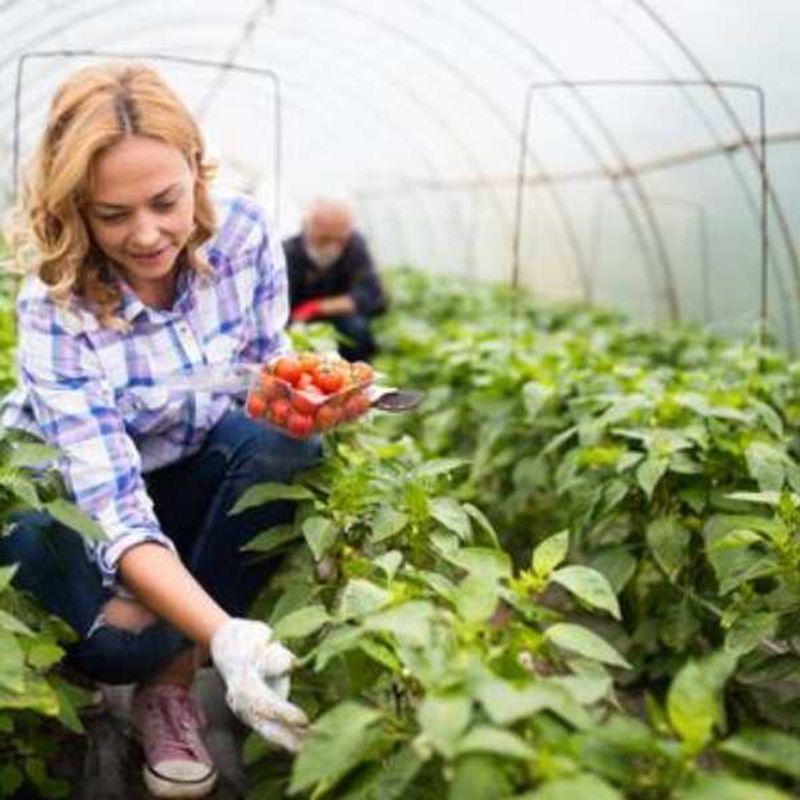 Casa si Gradina - Gradinarit si plante - Instalatii si accesorii pentru irigatii - Accesorii irigare - Folie de mulcire perforata, mercaton, 2 perforatii zig zag, grosime 30 microni, 1.2 x 1000 m, negru - Infinity.ro