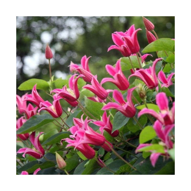 Casa si Gradina - Gradinarit si plante - Plante si ghivece - Plante in ghiveci - Planta Clematis Princess Diana GTX C2 E, ghiveci 2l - Infinity.ro