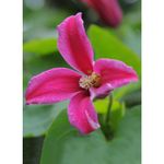 Casa si Gradina - Gradinarit si plante - Plante si ghivece - Plante in ghiveci - Planta Clematis Princess Diana GTX C2 E, ghiveci 2l - Infinity.ro