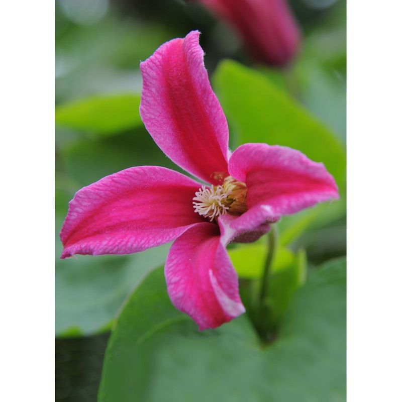 Casa si Gradina - Gradinarit si plante - Plante si ghivece - Plante in ghiveci - Planta Clematis Princess Diana GTX C2 E, ghiveci 2l - Infinity.ro