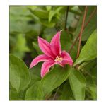 Casa si Gradina - Gradinarit si plante - Plante si ghivece - Plante in ghiveci - Planta Clematis Princess Diana GTX C2 E, ghiveci 2l - Infinity.ro