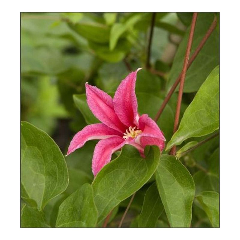 Casa si Gradina - Gradinarit si plante - Plante si ghivece - Plante in ghiveci - Planta Clematis Princess Diana GTX C2 E, ghiveci 2l - Infinity.ro