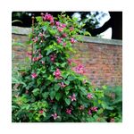 Casa si Gradina - Gradinarit si plante - Plante si ghivece - Plante in ghiveci - Planta Clematis Princess Diana GTX C2 E, ghiveci 2l - Infinity.ro