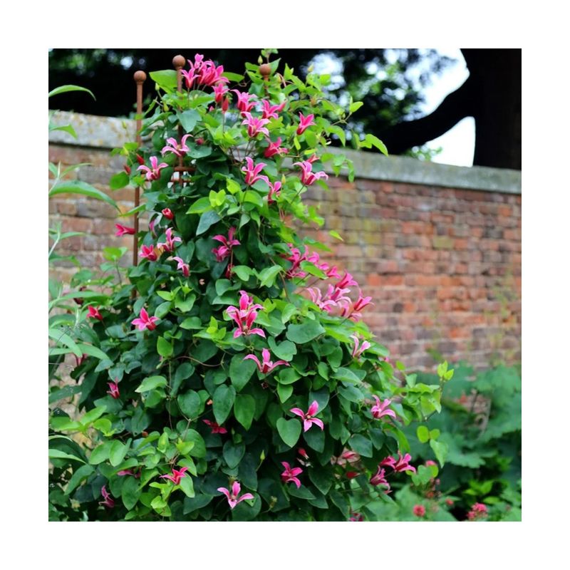 Casa si Gradina - Gradinarit si plante - Plante si ghivece - Plante in ghiveci - Planta Clematis Princess Diana GTX C2 E, ghiveci 2l - Infinity.ro