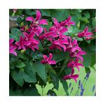 Casa si Gradina - Gradinarit si plante - Plante si ghivece - Plante in ghiveci - Planta Clematis Princess Diana GTX C2 E, ghiveci 2l - Infinity.ro