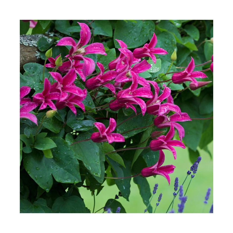 Casa si Gradina - Gradinarit si plante - Plante si ghivece - Plante in ghiveci - Planta Clematis Princess Diana GTX C2 E, ghiveci 2l - Infinity.ro