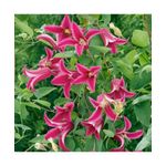 Casa si Gradina - Gradinarit si plante - Plante si ghivece - Plante in ghiveci - Planta Clematis Princess Diana GTX C2 E, ghiveci 2l - Infinity.ro