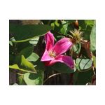 Casa si Gradina - Gradinarit si plante - Plante si ghivece - Plante in ghiveci - Planta Clematis Princess Diana GTX C2 E, ghiveci 2l - Infinity.ro