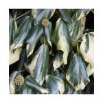 Casa si Gradina - Gradinarit si plante - Plante si ghivece - Plante in ghiveci - Planta Iedera, Hedera colchica Dentata Variegata P9, ghiveci 9cm - Infinity.ro