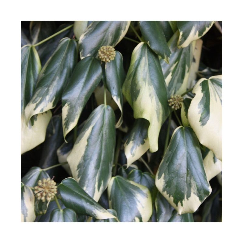 Casa si Gradina - Gradinarit si plante - Plante si ghivece - Plante in ghiveci - Planta Iedera, Hedera colchica Dentata Variegata P9, ghiveci 9cm - Infinity.ro