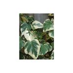 Casa si Gradina - Gradinarit si plante - Plante si ghivece - Plante in ghiveci - Planta Iedera, Hedera colchica Dentata Variegata P9, ghiveci 9cm - Infinity.ro