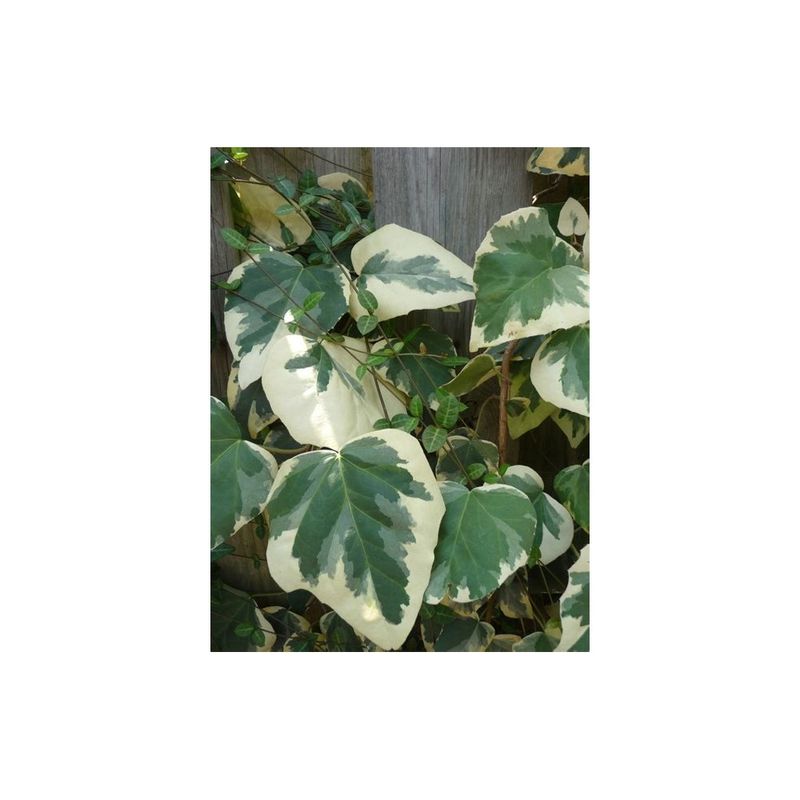 Casa si Gradina - Gradinarit si plante - Plante si ghivece - Plante in ghiveci - Planta Iedera, Hedera colchica Dentata Variegata P9, ghiveci 9cm - Infinity.ro
