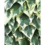 Casa si Gradina - Gradinarit si plante - Plante si ghivece - Plante in ghiveci - Planta Iedera, Hedera colchica Dentata Variegata P9, ghiveci 9cm - Infinity.ro