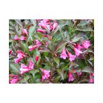 Casa si Gradina - Gradinarit si plante - Plante si ghivece - Plante in ghiveci - Planta Weigela florida WINE & ROSES Alexandra PBR C2, ghiveci 2l - Infinity.ro