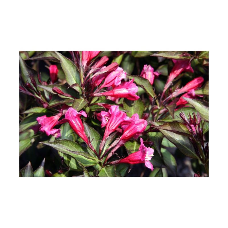 Casa si Gradina - Gradinarit si plante - Plante si ghivece - Plante in ghiveci - Planta Weigela florida WINE & ROSES Alexandra PBR C2, ghiveci 2l - Infinity.ro