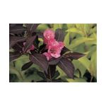 Casa si Gradina - Gradinarit si plante - Plante si ghivece - Plante in ghiveci - Planta Weigela florida WINE & ROSES Alexandra PBR C2, ghiveci 2l - Infinity.ro