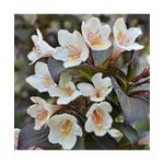 Casa si Gradina - Gradinarit si plante - Plante si ghivece - Plante in ghiveci - Planta Weigela EBONY AND IVORY Velda PBR C2, ghiveci 2l - Infinity.ro