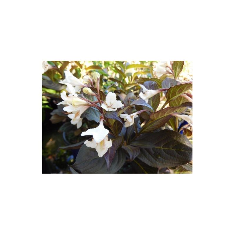 Casa si Gradina - Gradinarit si plante - Plante si ghivece - Plante in ghiveci - Planta Weigela EBONY AND IVORY Velda PBR C2, ghiveci 2l - Infinity.ro