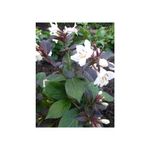 Casa si Gradina - Gradinarit si plante - Plante si ghivece - Plante in ghiveci - Planta Weigela EBONY AND IVORY Velda PBR C2, ghiveci 2l - Infinity.ro