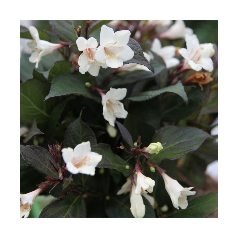 Casa si Gradina - Gradinarit si plante - Plante si ghivece - Plante in ghiveci - Planta Weigela EBONY AND IVORY Velda PBR C2, ghiveci 2l - Infinity.ro