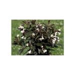Casa si Gradina - Gradinarit si plante - Plante si ghivece - Plante in ghiveci - Planta Weigela EBONY AND IVORY Velda PBR C2, ghiveci 2l - Infinity.ro