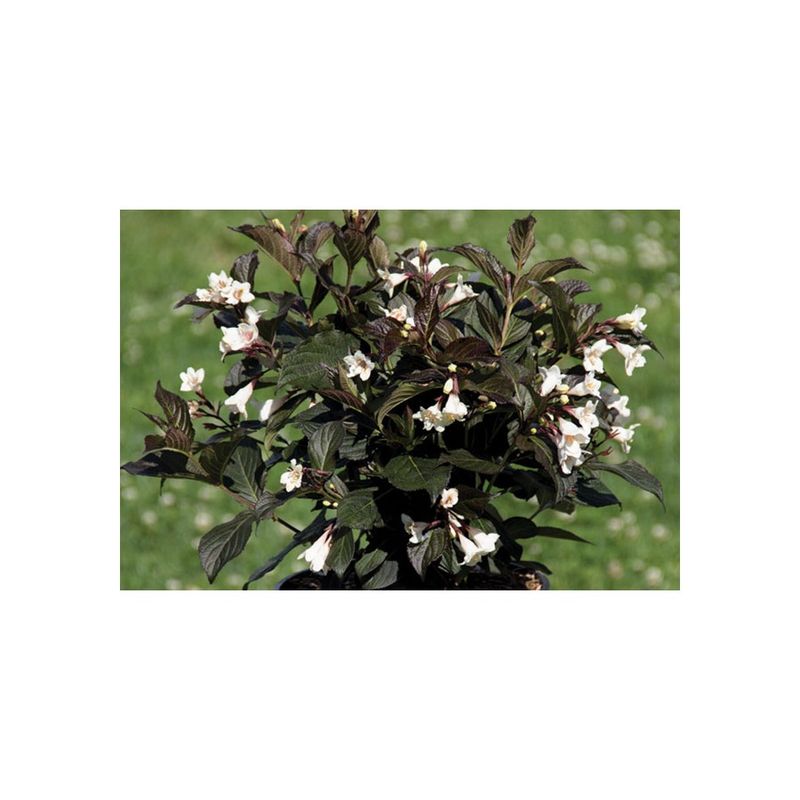 Casa si Gradina - Gradinarit si plante - Plante si ghivece - Plante in ghiveci - Planta Weigela EBONY AND IVORY Velda PBR C2, ghiveci 2l - Infinity.ro