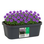 Casa si Gradina - Gradinarit si plante - Sere si solarii - Mini Sera cu Jardiniera din plastic, 59x26x24,25 cm – Ideala pentru Rasaduri si Plante Aromatice - Infinity.ro