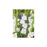 Casa si Gradina - Gradinarit si plante - Plante si ghivece - Bulbi, seminte si rasaduri - Bulb, Gladiole, Argenta, Calibru 8/10 - Infinity.ro