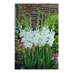 Casa si Gradina - Gradinarit si plante - Plante si ghivece - Bulbi, seminte si rasaduri - Bulb, Gladiole, Argenta, Calibru 8/10 - Infinity.ro